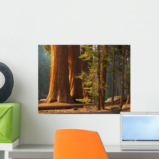 Three Majestic Sequoias Standing Wall Decal