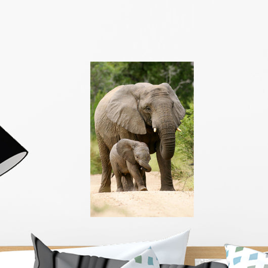African Elephant