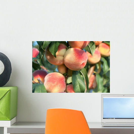 Peaches on the Tree Branches