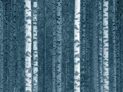 Log Birch Finnish Forest Wall Decal