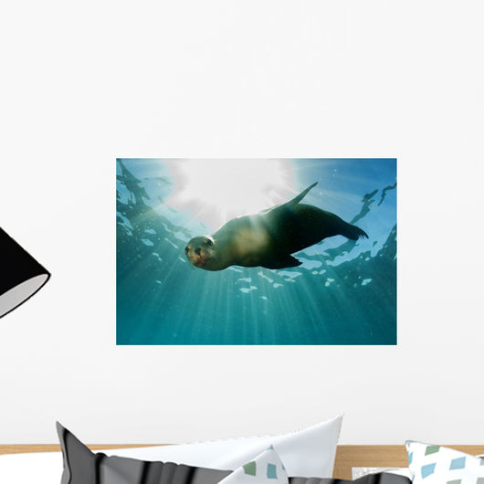Sea Lion Underwater Looking at You