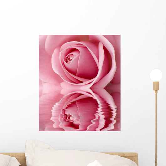 beautifful pink rose center close up shoot