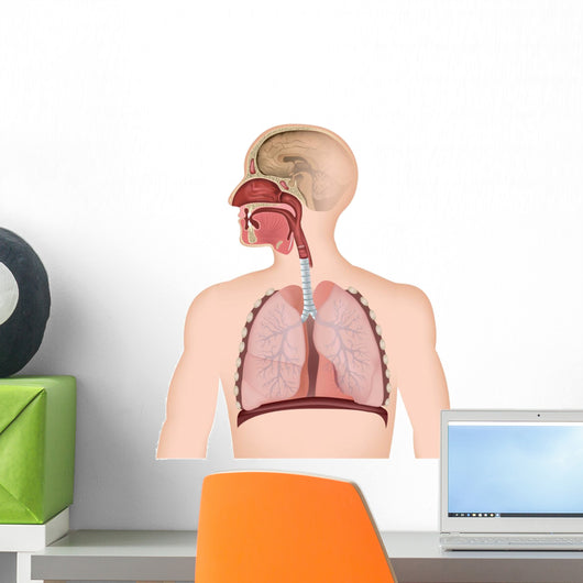 Anatomie der Atemwege