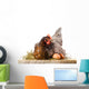 Hen in nest with eggs isolated on white Wall Decal