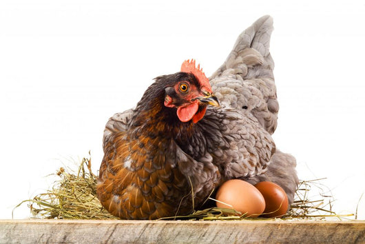 Hen in nest with eggs isolated on white Wall Decal