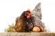 Hen in nest with eggs isolated on white Wall Decal