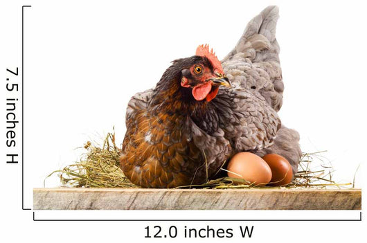 Hen in nest with eggs isolated on white Wall Decal