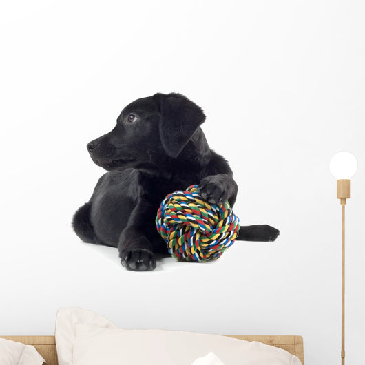 black labrador pup isolated on white Wall Decal