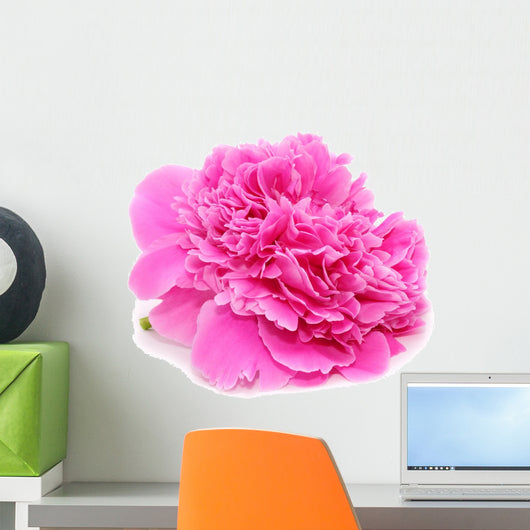 Pink Peony Flower Isolated on White Background Wall Decal