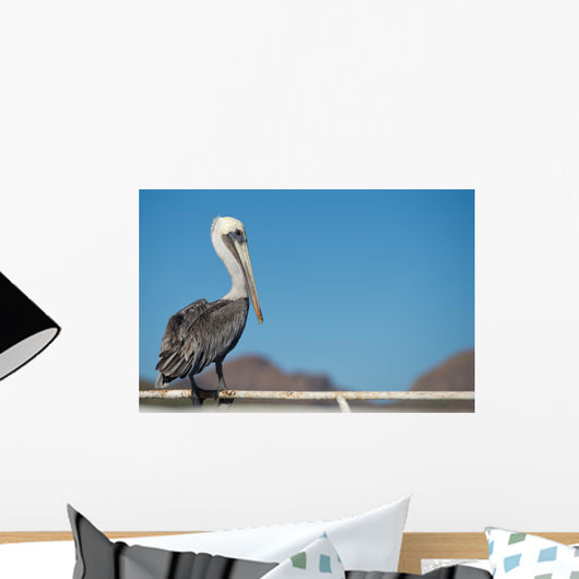 Pelican portrait