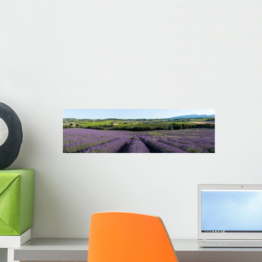 panoramic field of lavender in Provence Wall Mural