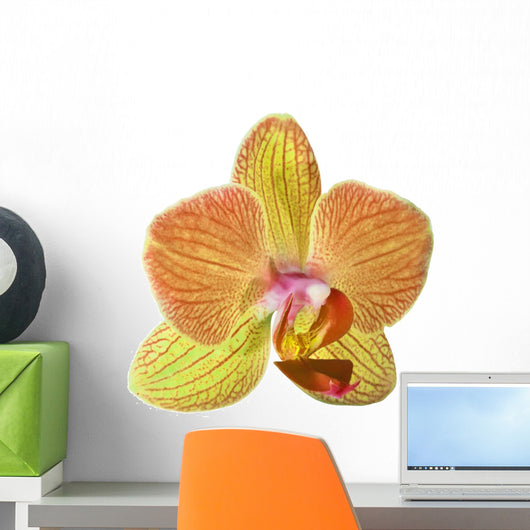 single orange and yellow orchid flower Wall Decal