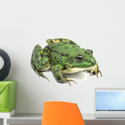 Striped Light Green Moor Frog
