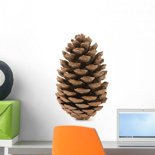 Single Pine Cone