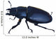 Stag-beetle Wall Decal
