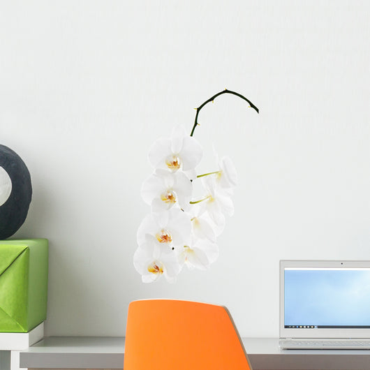 White orchid isolated on white background. Wall Decal