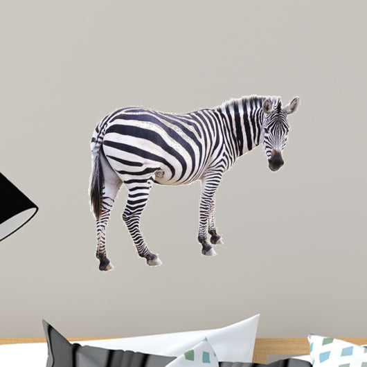 Zbre Zebra