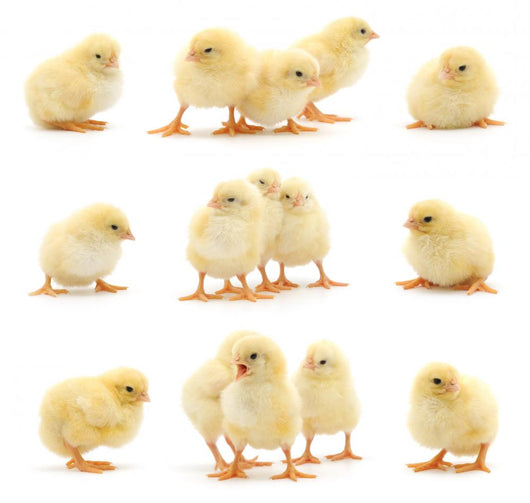 Yellow Baby Chickens Wall Stickers