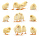 Yellow Baby Chickens Wall Stickers