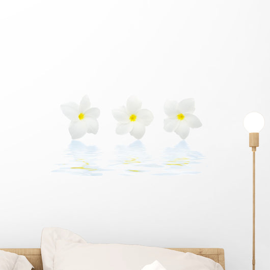 flowers frangipani with reflection Wall Mural