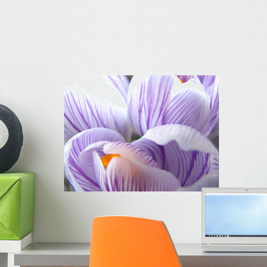 crocus macro Wall Mural