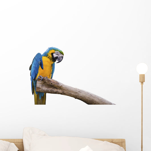 Closeup a beautiful macaw isolate on white background.