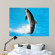 Dolphin Dance Wall Mural
