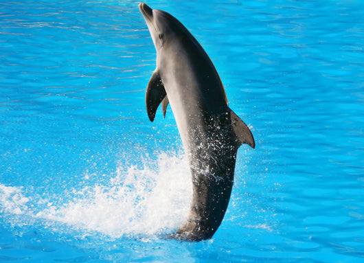 Dolphin Dance Wall Mural