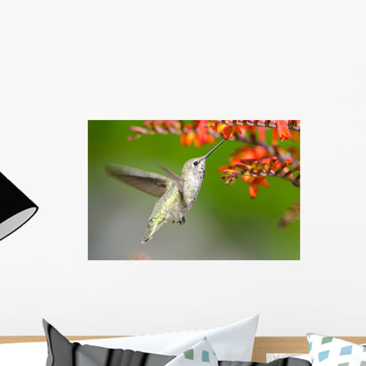 Annas Hummingbird feeding on Crocosmia Flowers Wall Mural