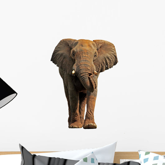 African elephant isolated on a white background