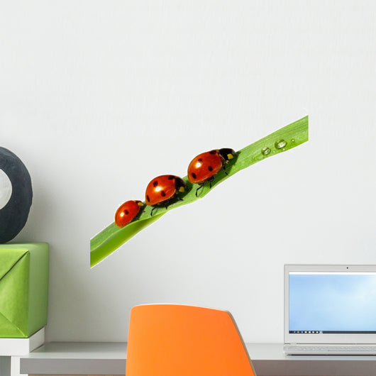 family of ladybugs on green leaf Wall Decal