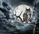 Owl on A Tree at Night