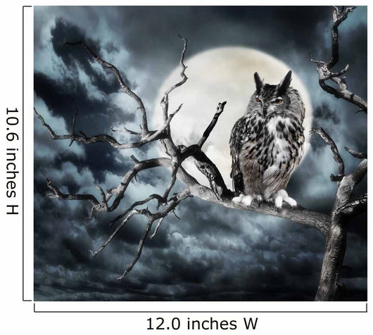 Owl on A Tree at Night