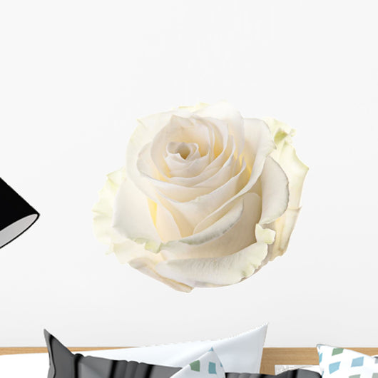 Bud of a white rose. isolated