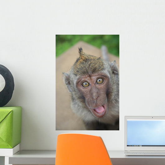 funny monkey