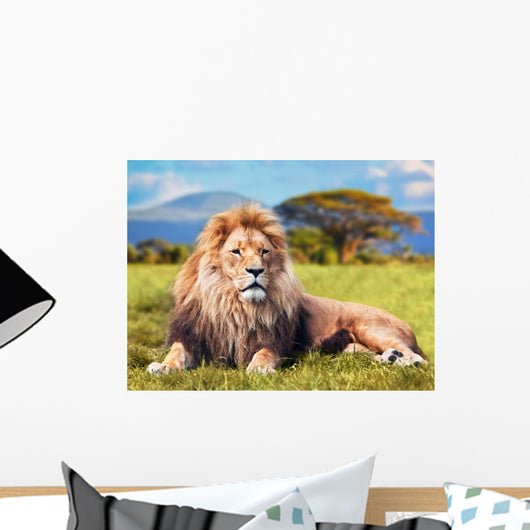 Big Lion Lying on Savannah Grass