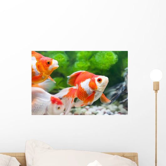 Orange and White Fish Wall Decal Design 1