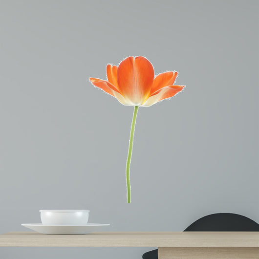 orange tulip