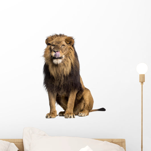licking sitting Lion Wall Decal