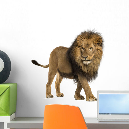 Side View of a Lion Walking Wall Decal