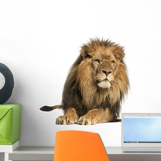 Front view of a Lion lying, Panthera Leo, 10 years old, isolated