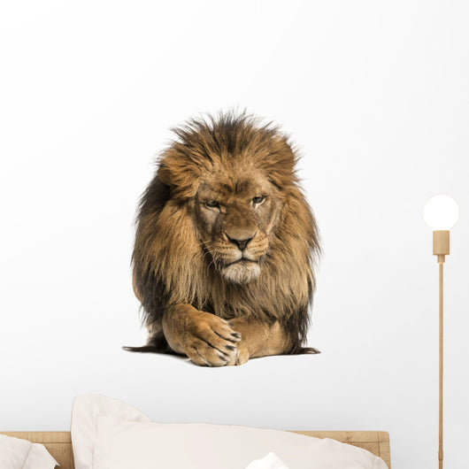 Front view of a Lion lying, crossing paws, Panthera Leo
