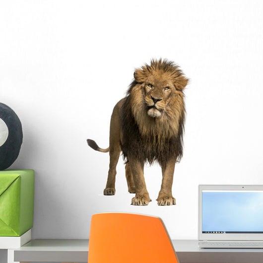 Lion Standing Looking at the Camera Wall Decal