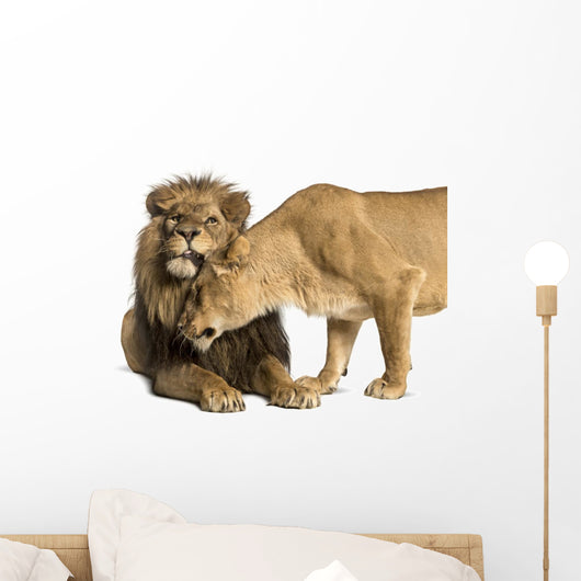 Lion and Lioness Cuddling, Panthera Leo, Isolated on White