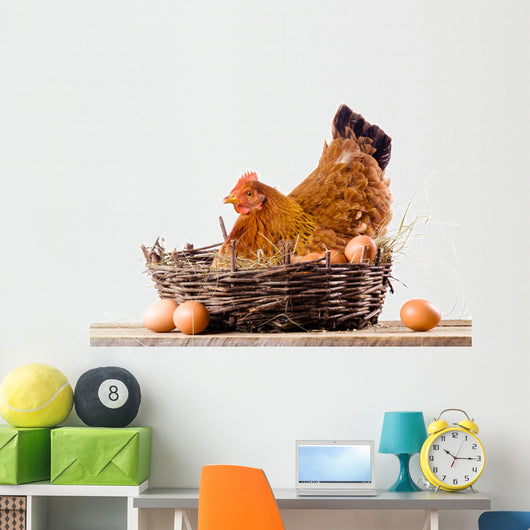 Chicken in nest with eggs isolated on white