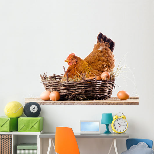 Chicken in nest with eggs isolated on white