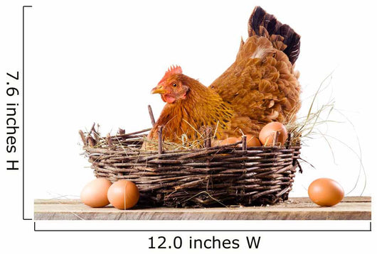 Chicken in nest with eggs isolated on white