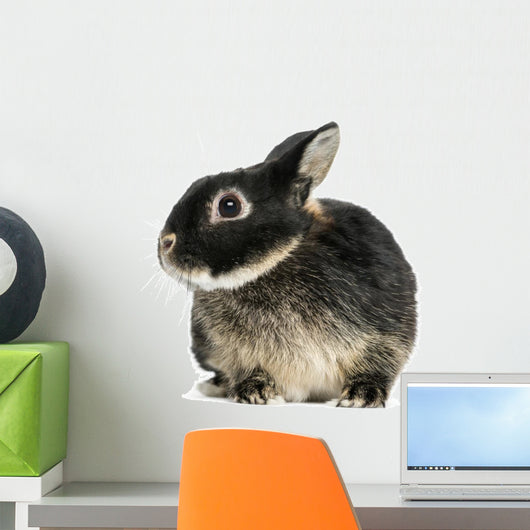 Dwarf Rabbit, 1 Year Old, Isolated on White Wall Decal
