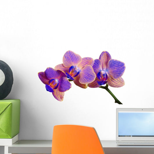blue and orange three orchids on branch