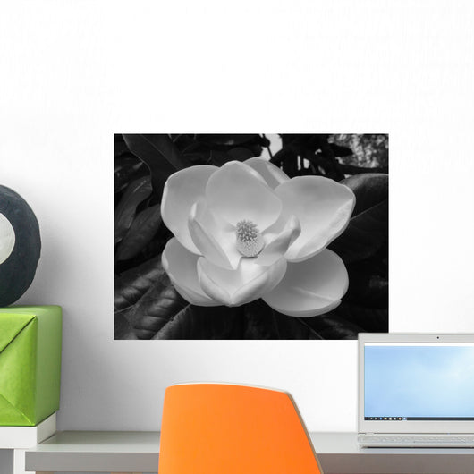 Magnolia Blossom Wall Mural